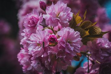 Roze lente bloesem in bloei van Stedom Fotografie