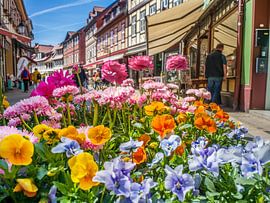 Frühling: Blütenpracht in Wernigerode