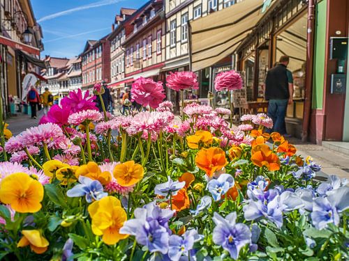 Frühling: Blütenpracht in Wernigerode