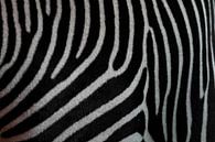 Nahaufnahme der Zebra-Textur. Schwarz-weißes Zebrafell. von Michael Semenov Miniaturansicht