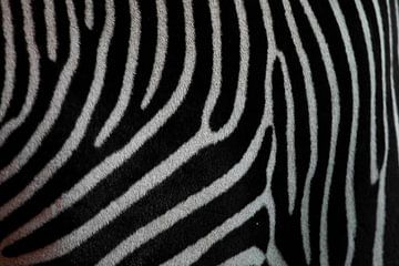 Zebra textuur close-up. Zwart-witte zebrahuid. van Michael Semenov