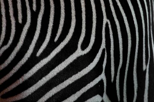 Zebra texture closeup. Black and white zebra skin.