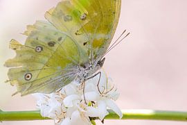 Afrikanischer Fritillar von Hilda Weges