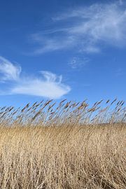 Des herbes dans un champ au printemps sur Claude Laprise