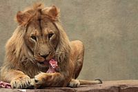 hungry lion