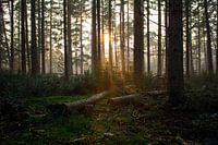 Wandering Light: A Sunbeam through the Forest