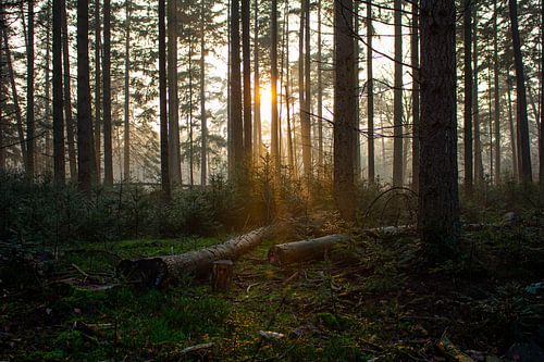 Wandering Light: A Sunbeam through the Forest