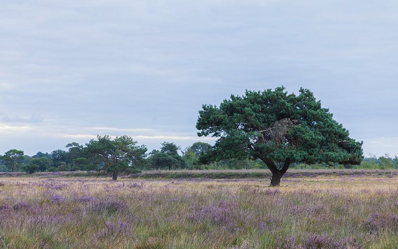 Iconic tree Dwingelderveld during sunrise by Marcel Kerdijk