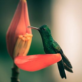 Kolibri beim Frühstück von YvePhotography