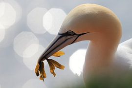 Gannets Helgoland Island Germany by Frank Fichtmüller