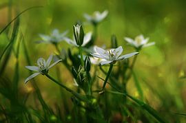 Sternmiere by Zwergls Lichtermeer