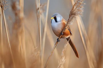 Bearded Tit (Panurus biarmicus)