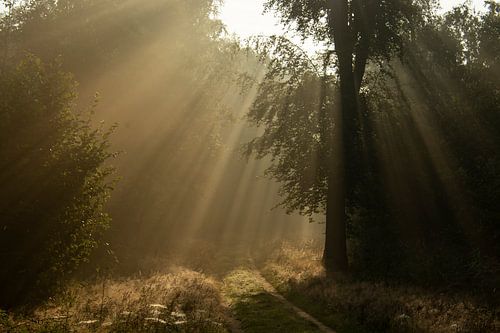Zonnestralen op het bospad