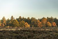 Pflanzen Sonnenuntergang Naturschutzgebiet Maashorst Uden Landschaft