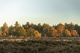 Plants Sunset Nature Reserve Maashorst Uden Landscape