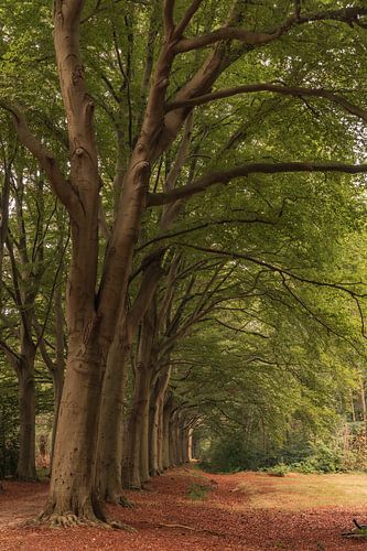 Mooie boslaan in friesland