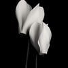 Cyclamen noir et blanc sur Steffen Sebastian Schäfer