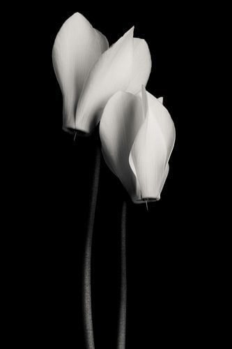 Cyclamen black and white by Steffen Sebastian Schäfer
