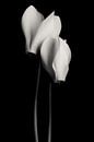 Cyclamen black and white by Steffen Sebastian Schäfer thumbnail