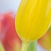 Tulipes sur Caroline Drijber