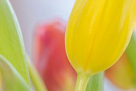 Tulpen von Caroline Drijber