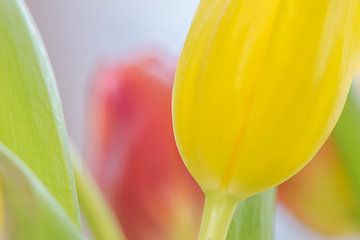 Tulpen uit Nederland van Caroline Drijber