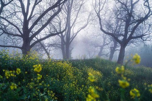 Foggy spring vibes by Loris Photography