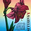 Amaryllis by Helmut Böhm