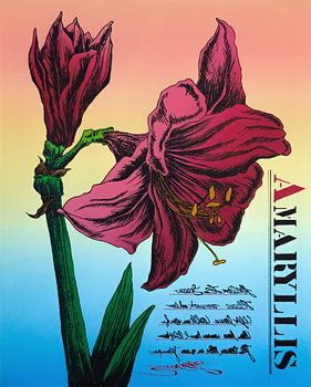 Amaryllis
