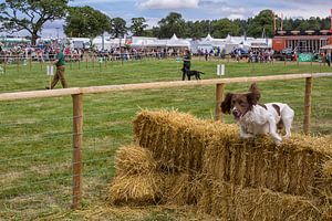 Spaniel springt über Strohballen