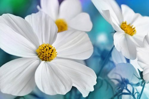Cosmea