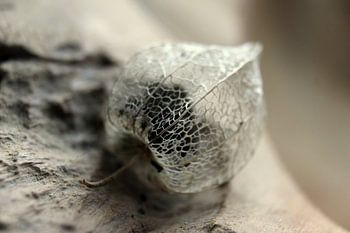 Trockene goldene Beeren