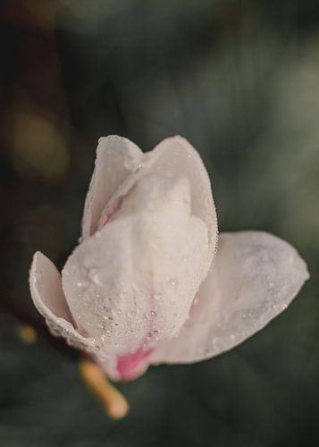 Flower in the morning light