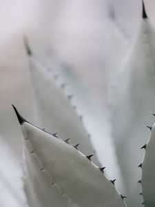 De agave van dichtbij van Marika Huisman fotografie