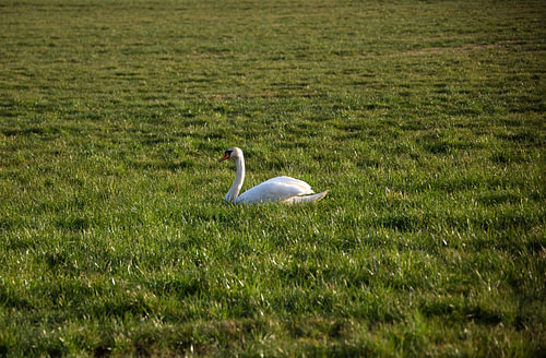 Een zwaan op een weiland in Emsland
