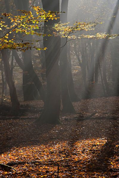 Sunrays in the autumn by Barbara Brolsma