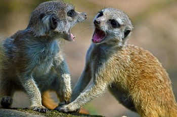 Stoeiende Stokstaartjes