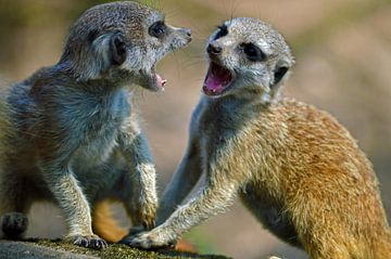 Stoeiende Stokstaartjes von Vicky  Janssen