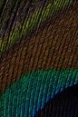 Die Farben einer Pfauenfeder von Marjolijn van den Berg Miniaturansicht