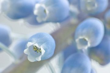 Grape-Hyacinth by Caroline Lichthart