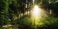 Lever de soleil dans la forêt par Günter Albers Aperçu