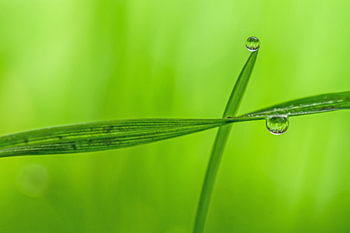 crossing grass