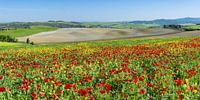 Landschap rond San Quirico d'Orcia, Val d'Orcia, Toscane van Walter G. Allgöwer thumbnail