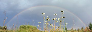 Panorama van regenboog landschap boven bloemen van Gert van Lagen