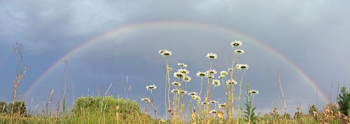 Panorama d'un paysage d'arc-en-ciel sur des fleurs