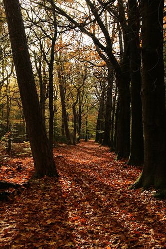 Leaf deck at Beetsterzwaag