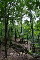Spa bossen