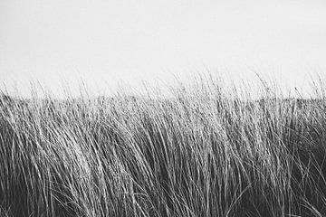 Photographie en noir et blanc de l'herbe des dunes près de Katwijk aan Zee | Photographie de plage a sur Evelien Lodewijks