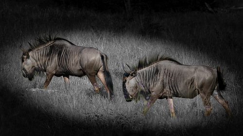 Two Blue Wildebeests Walking Through Grassy Field Vignette