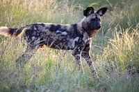 Wild dog in the evening sun